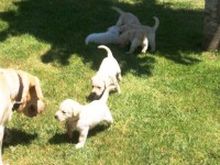 /album/fotos-recentes-/fotos-074-jpg/